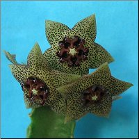 Monolluma hexagona -shadbana bahana-